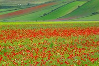 Europe, Italy, Castellucio Piano Grande Field Of Flowers Fine Art Print