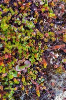 Greenland Qeqertaq Dwarf Birch, Lichen, And Large Flowered Wintergreen Fine Art Print