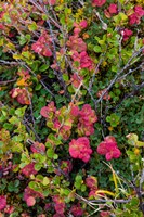 Greenland, Eqip Sermia Dwarf Birch And Other Tundra Plants Fine Art Print