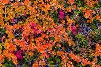 Greenland, Eqip Sermia Dwarf Birch In Fall Color Fine Art Print