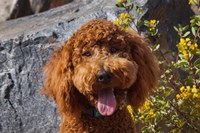 Labradoodle In A Desert Garden Fine Art Print