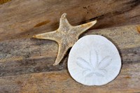 Sand Dollar And Starfish Still-Life Fine Art Print