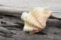 Ruffled Clam Shell - Tridacna Squamosa Fine Art Print