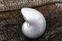 Whole Pearl Nautilus Shell Fine Art Print