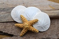 Sand Dollar And Starfish Still-Life Fine Art Print