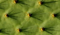 Ecuador, Galapagos Islands Opuntia Cactus Quill Details And Shadows Fine Art Print