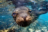 Galapagos Islands, Santa Fe Island Galapagos Sea Lion Swims In Close To The Camera Fine Art Print