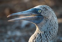 Galapagos Islands, North Seymour Island Blue-Footed Booby Portrait Fine Art Print