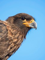 Adult With Typical Yellow Skin In Face Striated Caracara Or Johnny Rook, Falkland Islands Fine Art Print