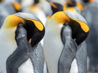 King Penguin On Falkland Islands 1 Fine Art Print