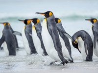 King Penguin On Falkland Islands 2 Fine Art Print