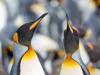 King Penguin, Falkland Islands 3 Fine Art Print