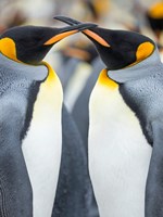 King Penguin, Falkland Islands 4 Fine Art Print