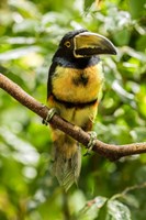 Costa Rica, La Selva Biological Research Station, Collared Aricari On Limb Fine Art Print