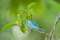 Costa Rica, Sarapiqui River Valley, Blue-Grey Tanager On Limb Fine Art Print