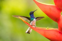 Costa Rica, Sarapiqui River Valley, Male White-Necked Jacobin On Heliconia Fine Art Print