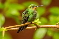 Costa Rica, Monte Verde Cloud Forest Reserve, Female Purple-Throated Mountain Gem Close-Up Fine Art Print