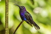 Costa Rica, Monte Verde Cloud Forest Reserve Violet Sabrewing Close-Up Fine Art Print