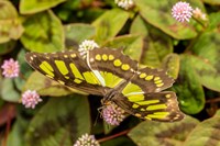 Costa Rica, La Paz River Valley Captive Butterfly In La Paz Waterfall Garden Fine Art Print