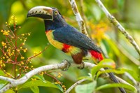 Costa Rica, La Selva Biological Station Collared Aricari On Limb Fine Art Print