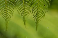 Costa Rica, Sarapique River Valley Fern In Rain Fine Art Print