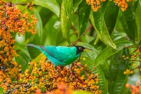 Costa Rica, Arenal Green Honeycreeper And Berries Fine Art Print