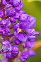 Costa Rica, Arenal Insect On Blossom Fine Art Print