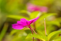 Costa Rica, Monteverde Cloud Forest Reserve Pink Flower Close-Up Fine Art Print