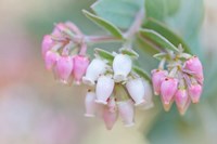 Manzanita Flowers, Genus Arctostaphylos, Mount Diablo State Park Fine Art Print