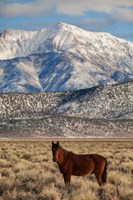California White Mountains And Wild Mustang In Adobe Valley Fine Art Print