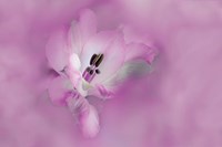 California Close-Up Of Alstroemeria Flower Fine Art Print