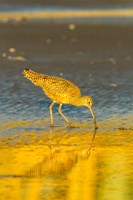 California, San Luis Obispo County Long-Billed Curlew Feeding At Sunset Fine Art Print