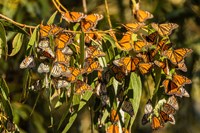 California, San Luis Obispo County Clustering Monarch Butterflies On Branches Fine Art Print