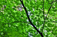Looking Up Into Vine Maple, Stout Grove, Jedediah Smith Redwoods State Park, Northern California Fine Art Print