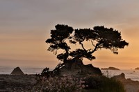 Cypress Tree At Sunset Along The Northern California Coastline, Crescent City, California Fine Art Print