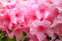 Evergreen Azalea Blooms In The Spring And Summer Fine Art Print