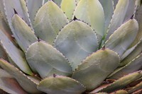 Parry's Agave Or Mescal Agave Fine Art Print