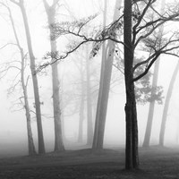 Ethereal Trees Fine Art Print