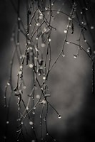 Bare Branches 2017 Fine Art Print