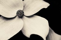 Dogwood Flower Fine Art Print