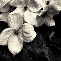 Dogwood Flower No. 3 Fine Art Print
