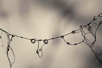 Moss 2017 Fine Art Print