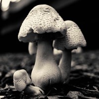 Mushroom No. 3 Fine Art Print