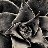 Seattle Succulents Fine Art Print