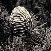 Spruce Cone Fine Art Print