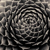 Succulent Fine Art Print