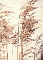 Reed 1 Fine Art Print