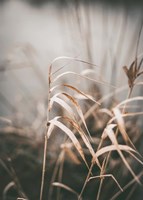 Reed 2 Fine Art Print