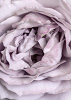 Rose Heart Fine Art Print