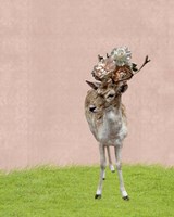 Buck on Pink Fine Art Print